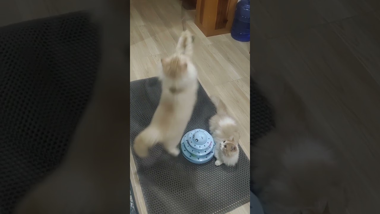 Кошки любят играть #кошки #любителькошек #кошачьяжизнь #видеоскошками