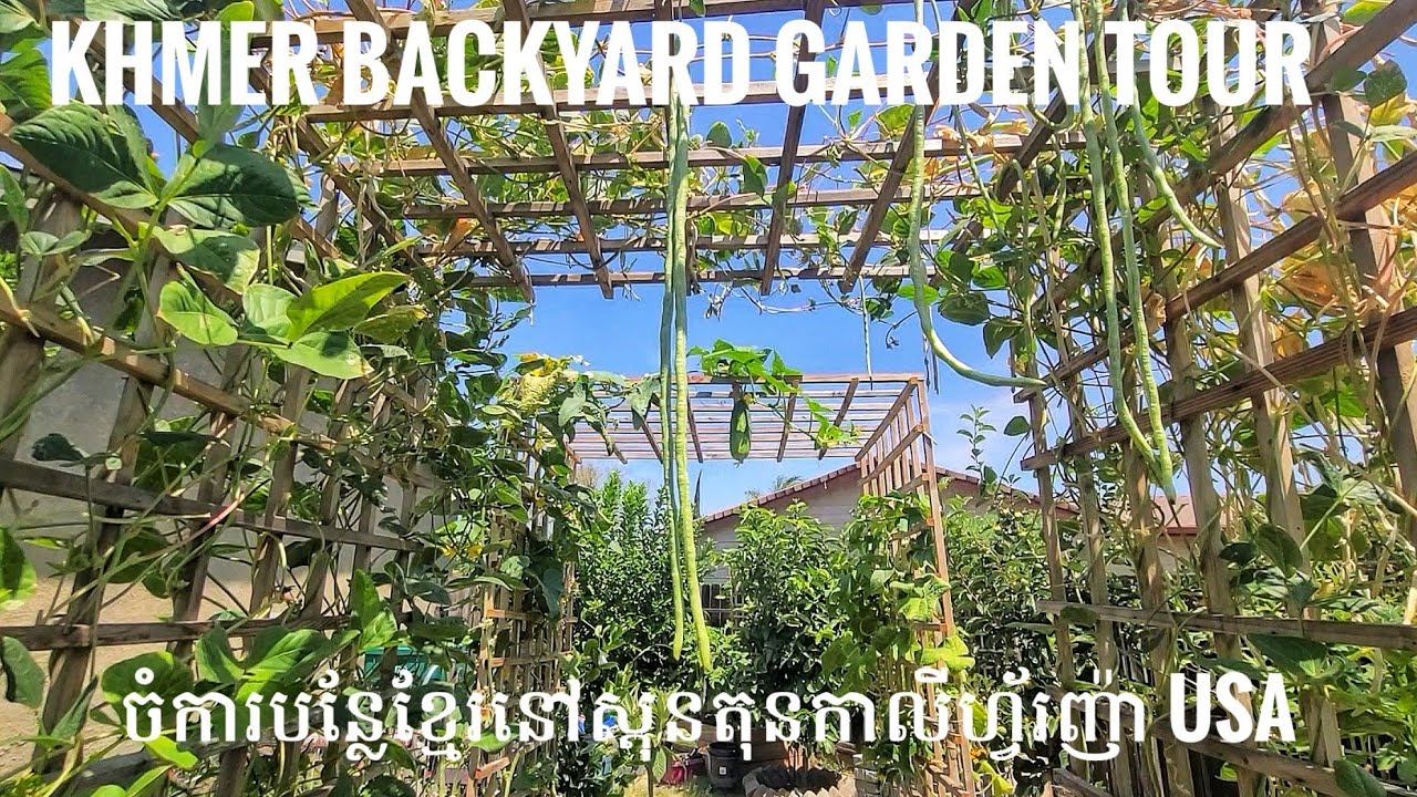 Summer Garden Tour In Khmer Backyard ចំការបន្លែខ្មែរនៅ Stockton, California USA