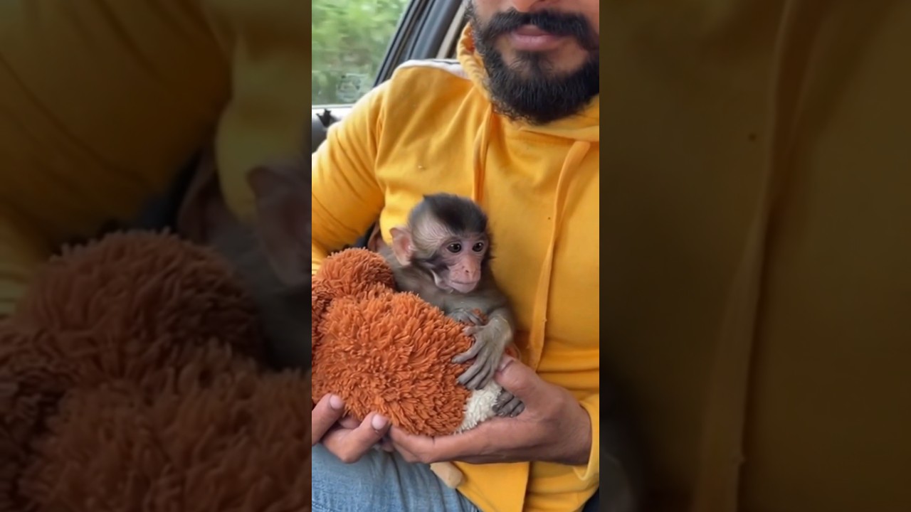 Baby Monkey Punch Reunited With His Mother 🐒❤️ | Emotional Zoo Reunion | Heart Touching Video