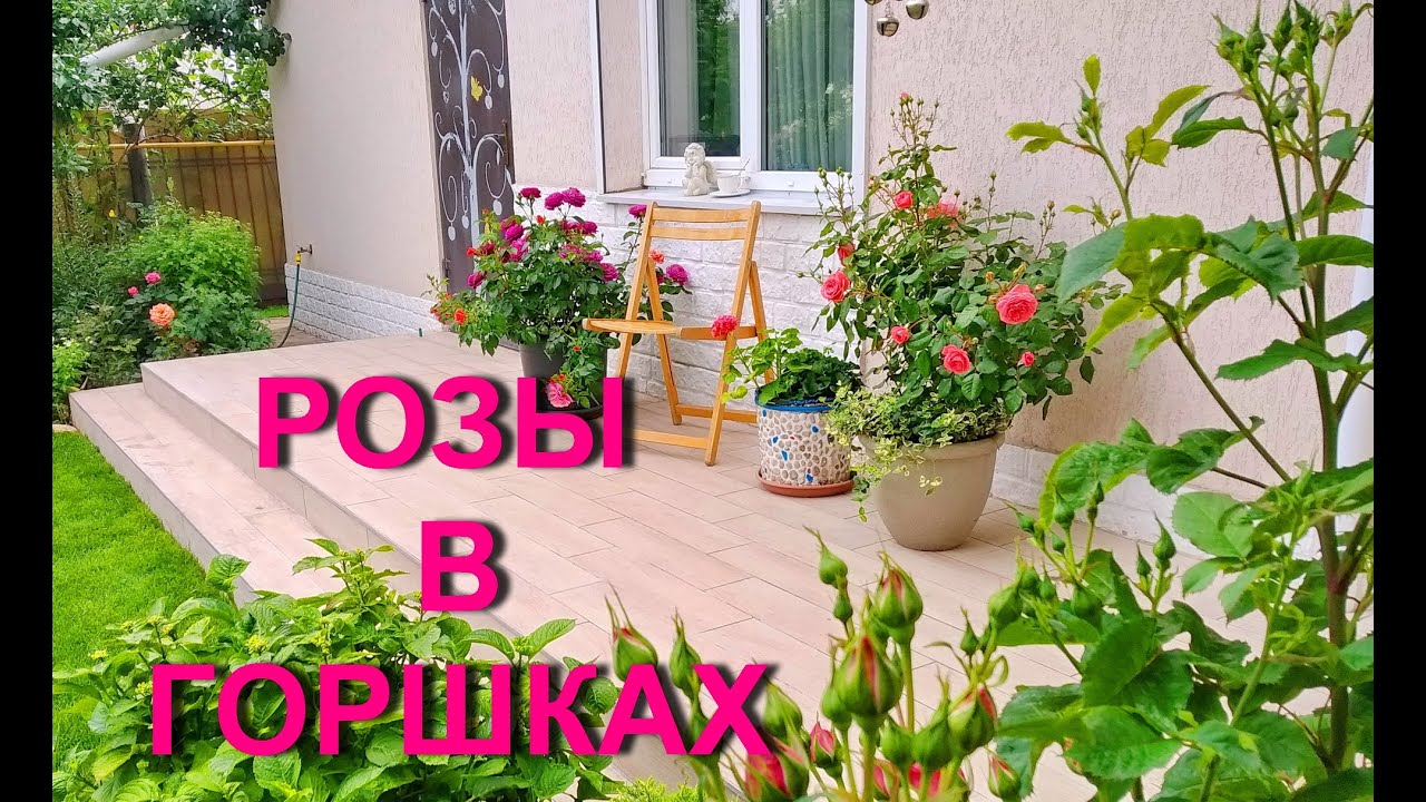 РОЗЫ В ГОРШКАХ, как выращивать и ухаживать, КРАСОТА НА ТЕРРАСЕ.