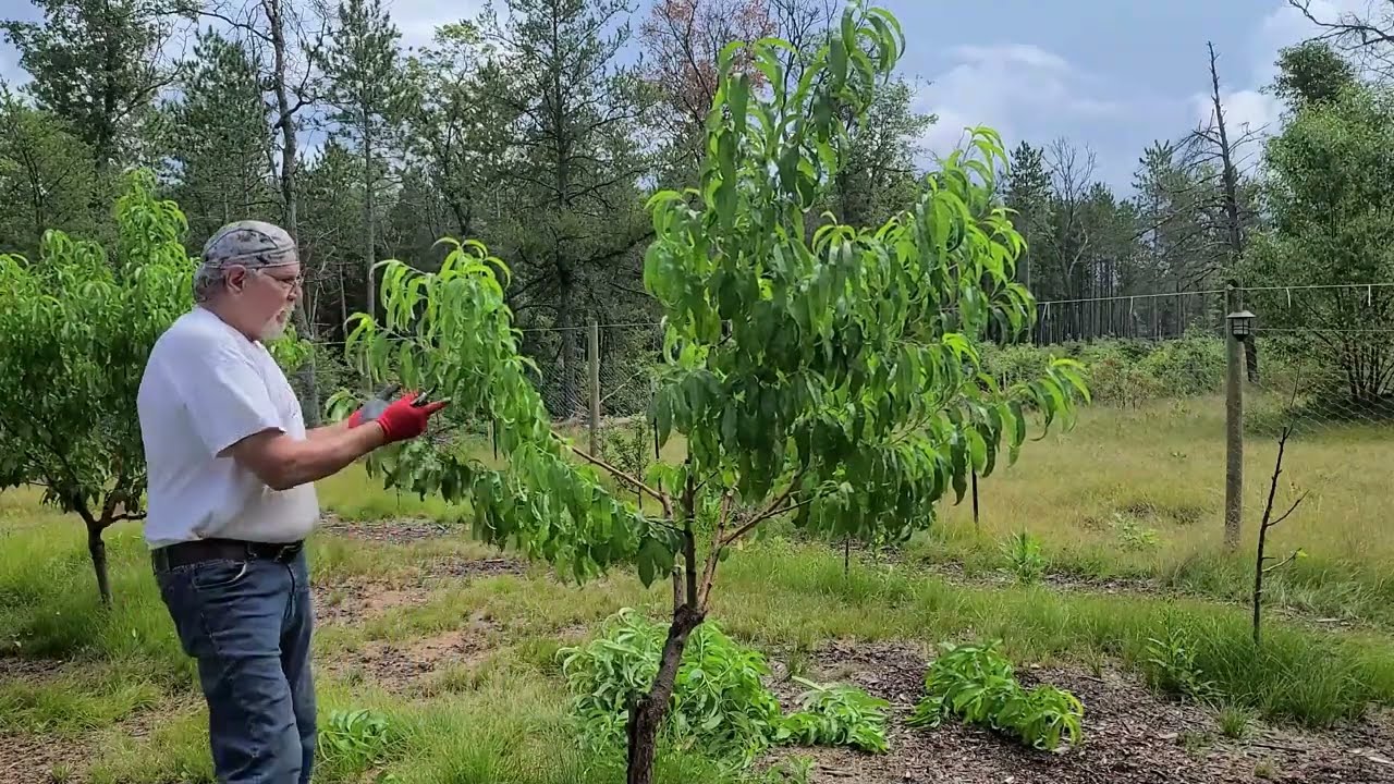 Правильный способ обрезки нектаринового дерева, чтобы получить великолепные плоды!