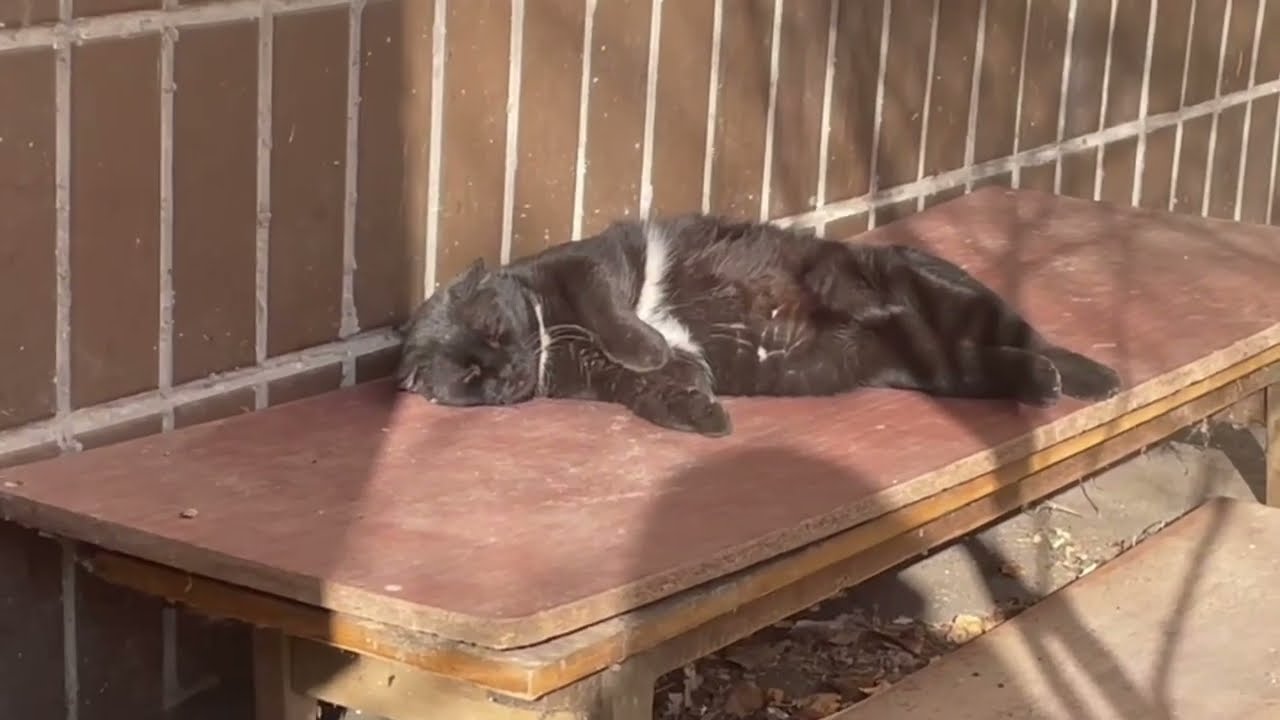 БУДЕННІ ХРОНІКИ...ЗАВІТАВ МАЛЕНЬКИЙ ПОМІЧНИК #cat #katze #друзі #котики #україна #ukraine #video 