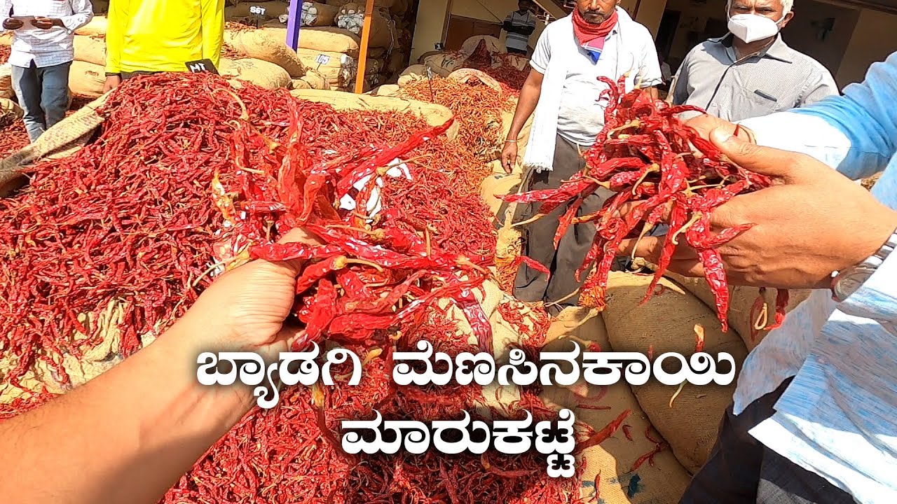 Byadagi Menasinakayi Market ಬ್ಯಾಡಗಿ ಮೆಣಸಿನಕಾಯಿ ಮಾರುಕಟ್ಟೆ Byadagi Chillies | Kannada Vlogs