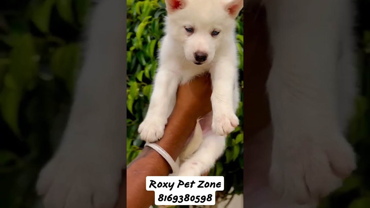 Cyberian Husky|| Roxypetzone|| Call-8169380598 