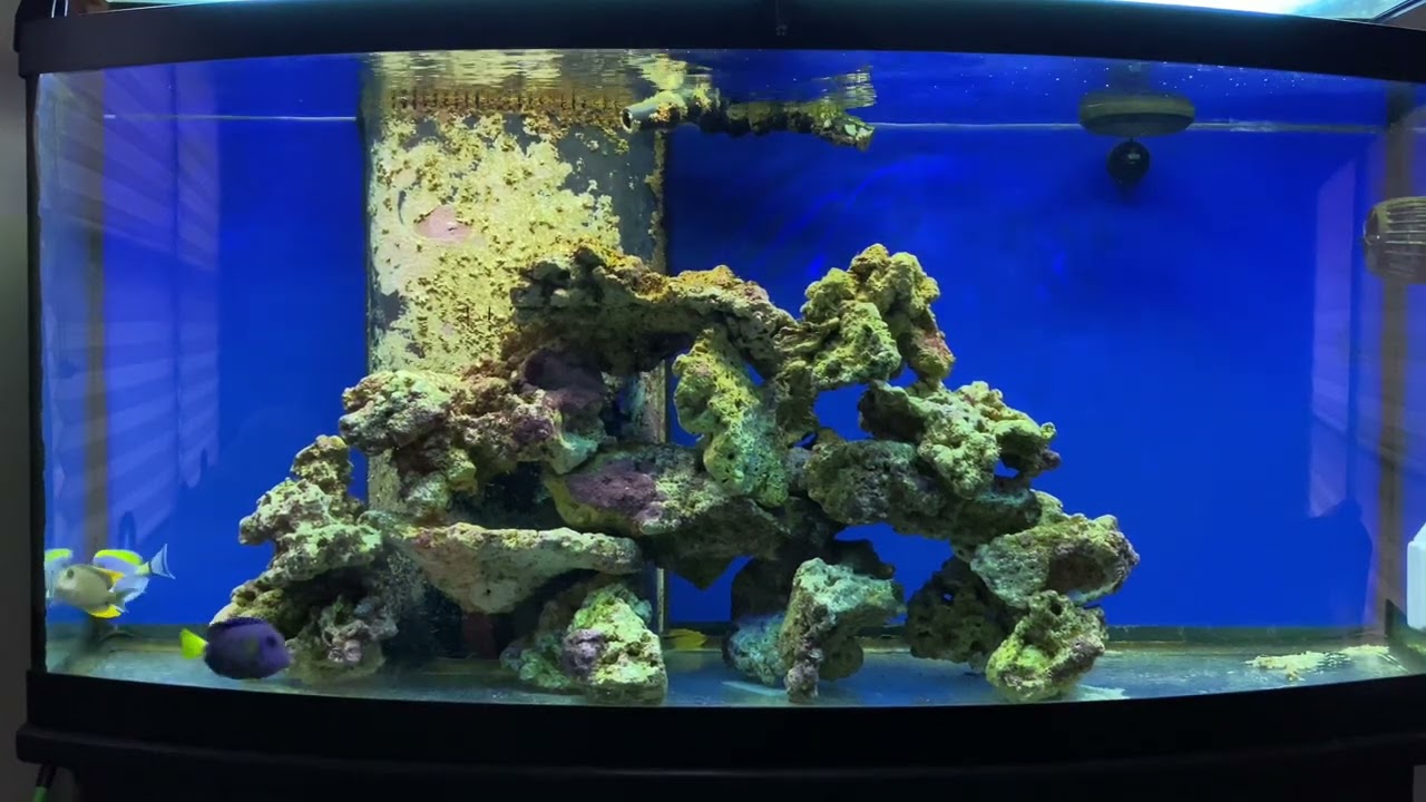 Fish Only With Live Rock (FOWLR) Saltwater Tank Aquarium - Bare Bottom
