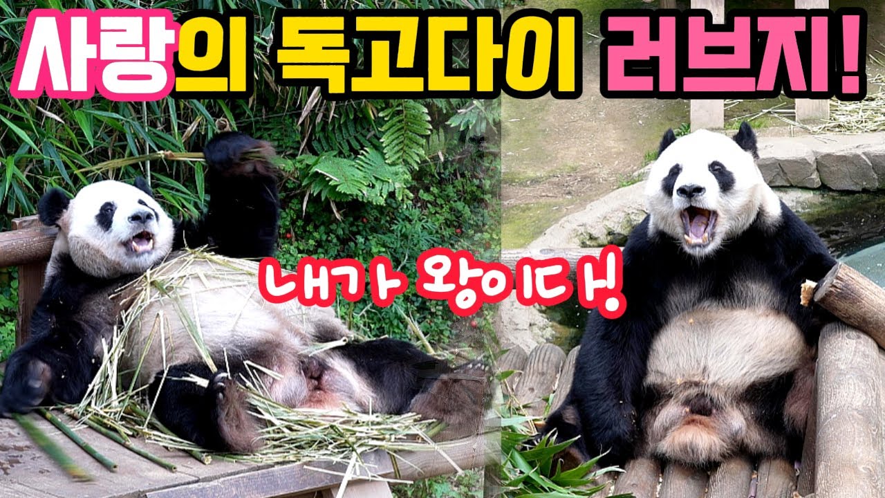 사랑의 독고다이 러브지! '내가 바로 왕이다' 🐼 러바오의 블랙홀 매력에 한 번 빠져봐요!😍쿠키영상 에버랜드 한국 호랑이 누구?#러바오#푸바오#아이바오#루이바오#후이바오