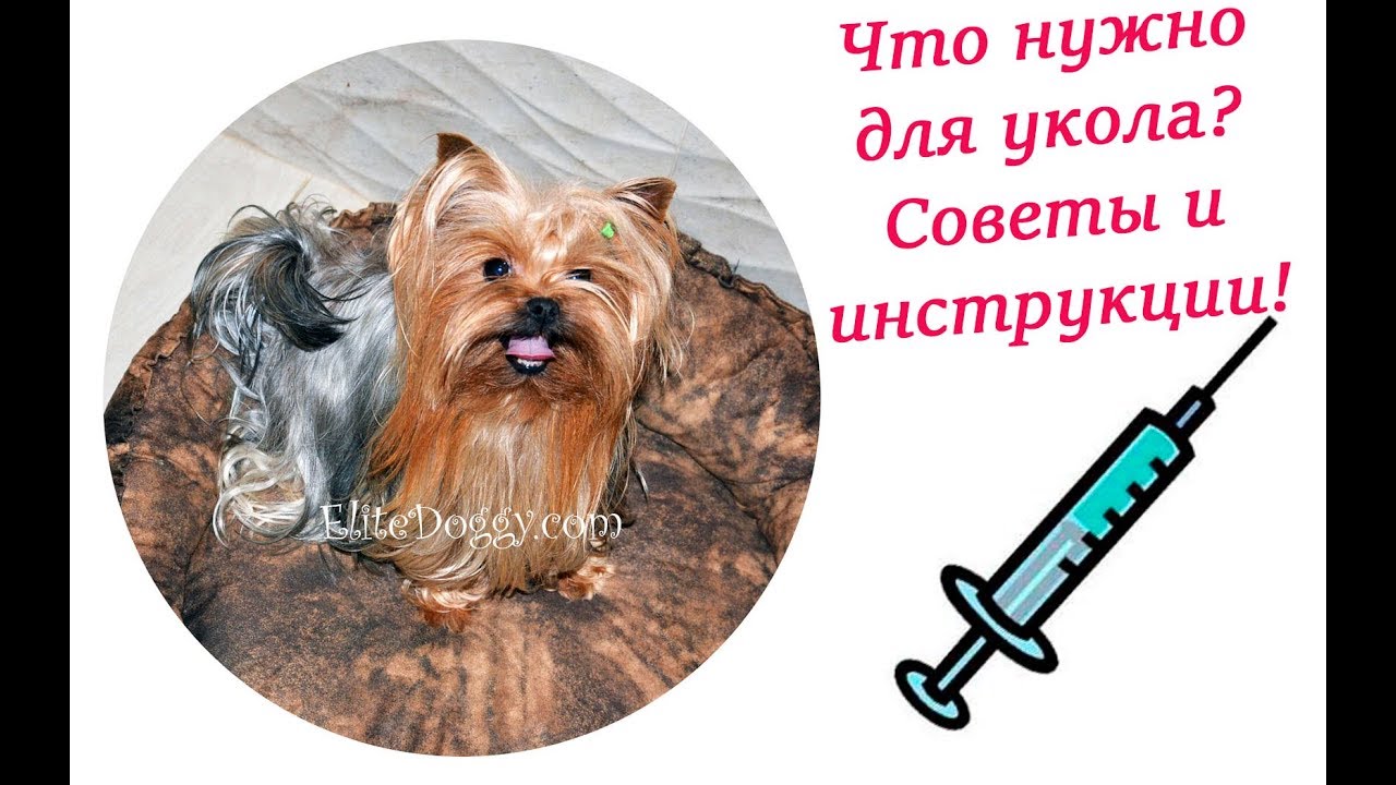 Как сделать укол собаке, подкожная инъекция, укол в холку EliteDoggy