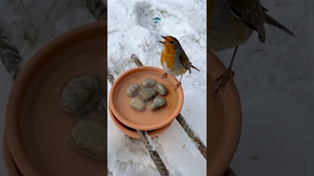 A simple and great idea to care for birds in winter.