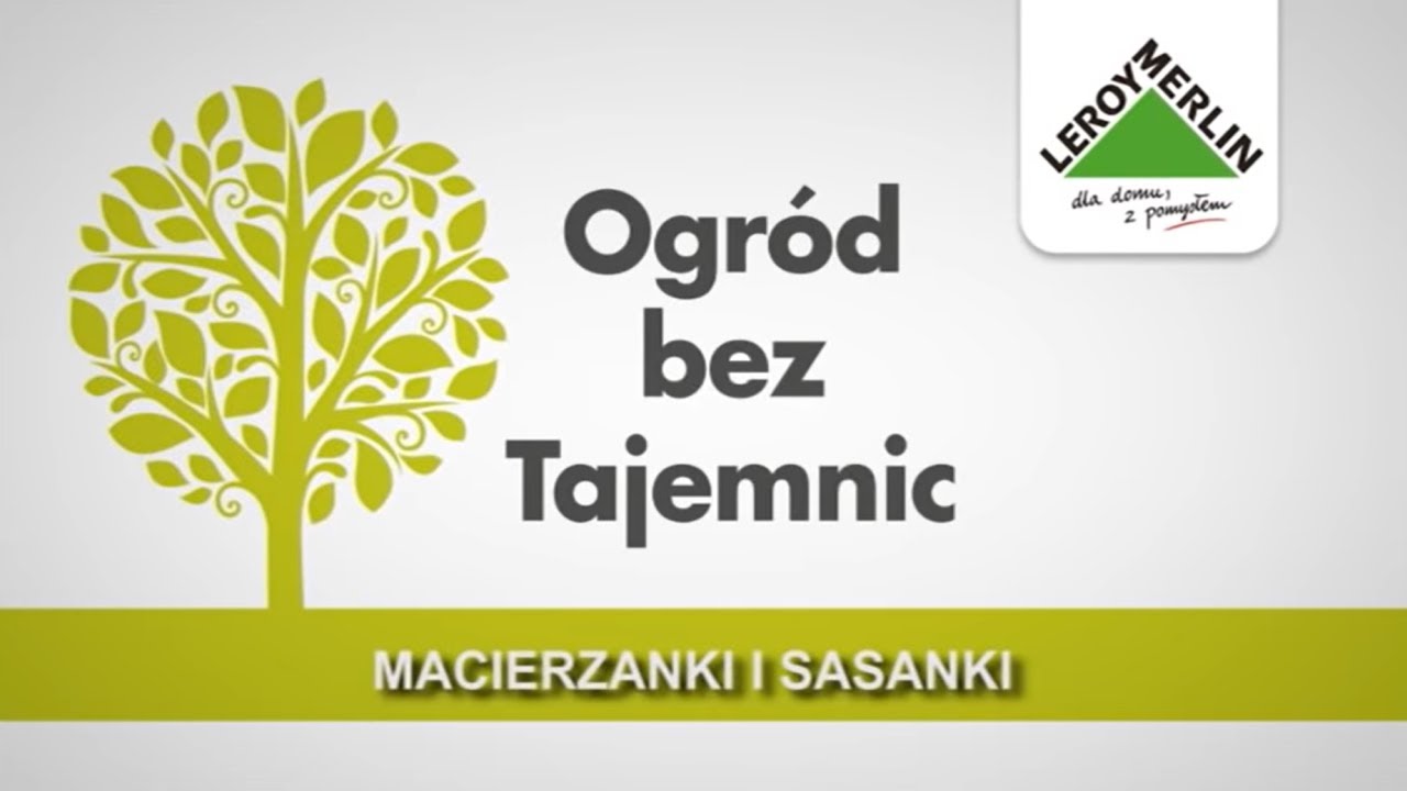 Czym charakteryzują się macierzanki i sasanki? Leroy Merlin - Ogród bez Tajemnic