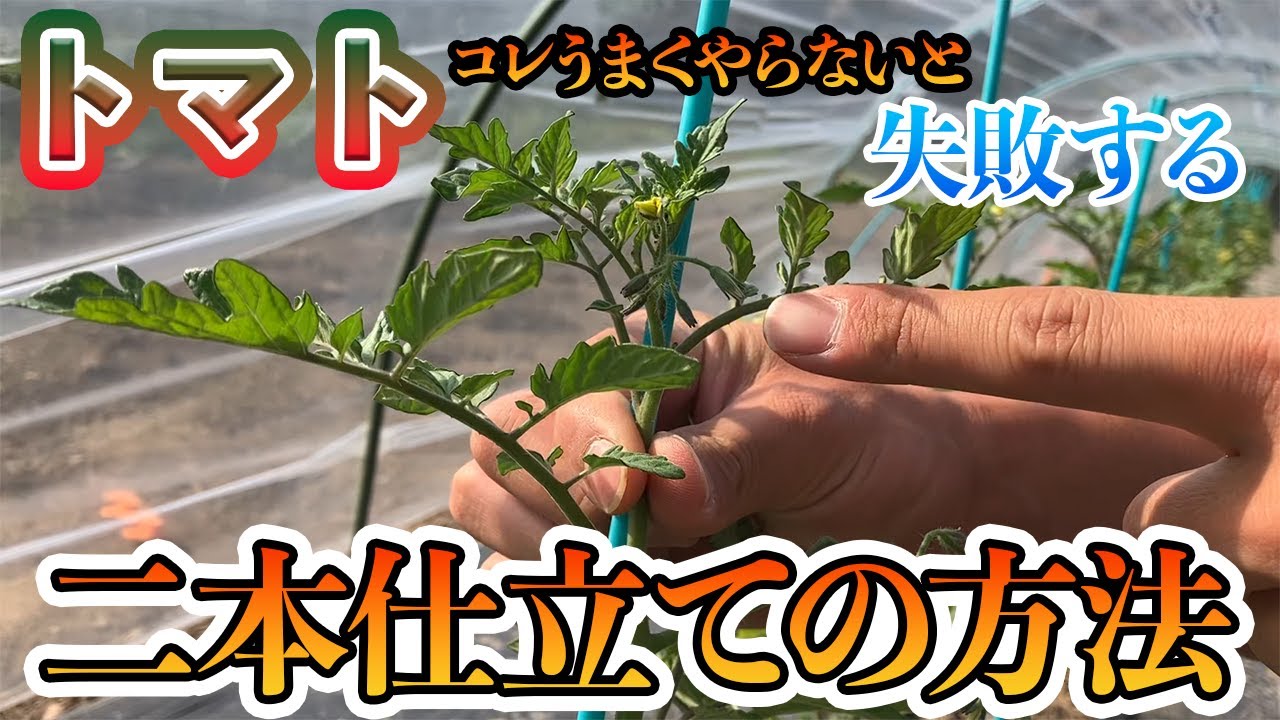 【トマト】2本仕立ての正しい栽培！たったこれだけで収穫量が倍に！