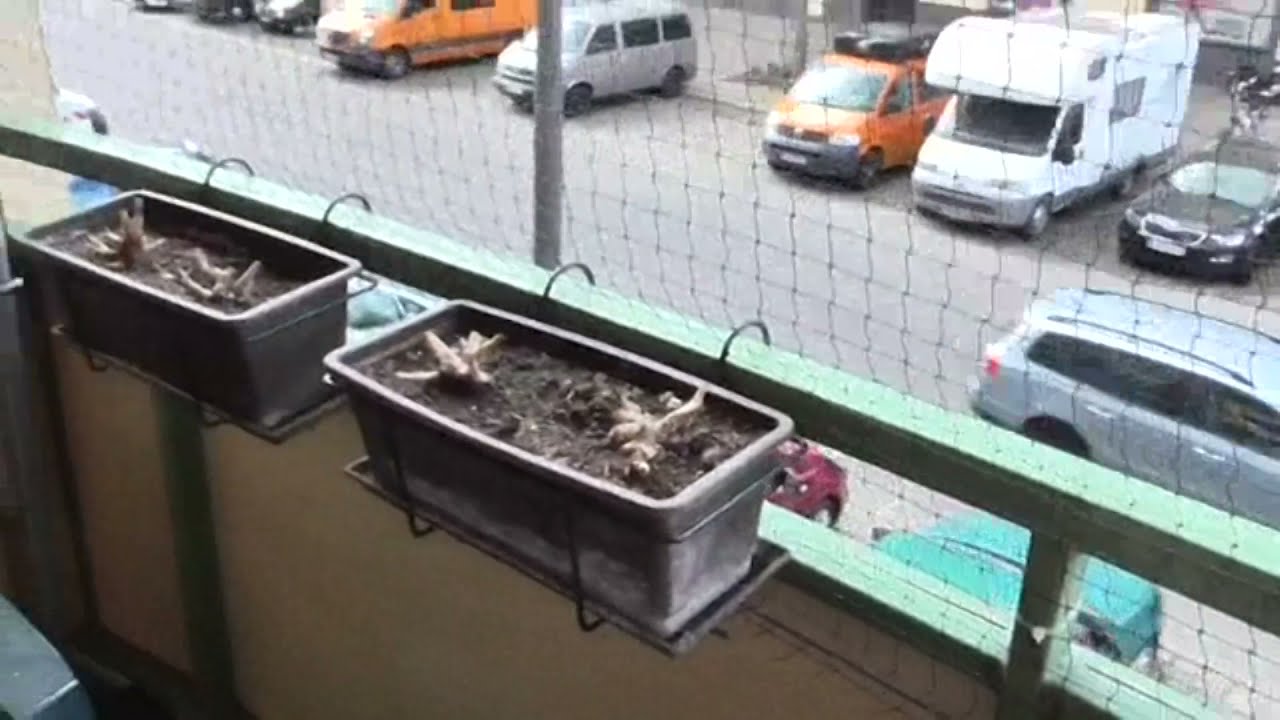 Sicherer Balkon für Paulchen