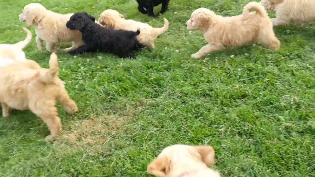 Puppy Exploration #1 ~ Run, then Attack Camera!