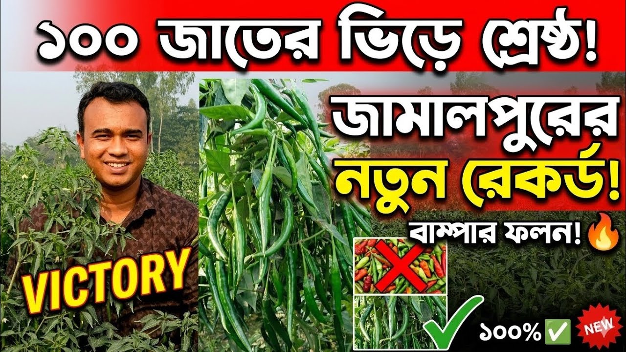 জামালপুরের মাঠ কাঁপানো সেরা মরিচ! ১০০ জাতের মধ্যে শ্রেষ্ঠত্ব প্রমাণ করলো এই নতুন জাত! 🔥🌶️