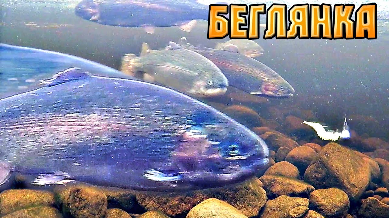 300 ТОНН ФОРЕЛИ СБЕЖАЛИ ИЗ САДКОВ. РЫБАЛКА НА БЕГЛЯНКУ НА ЛАДОЖСКОМ ОЗЕРЕ СО ЛЬДА ЗИМОЙ 2024