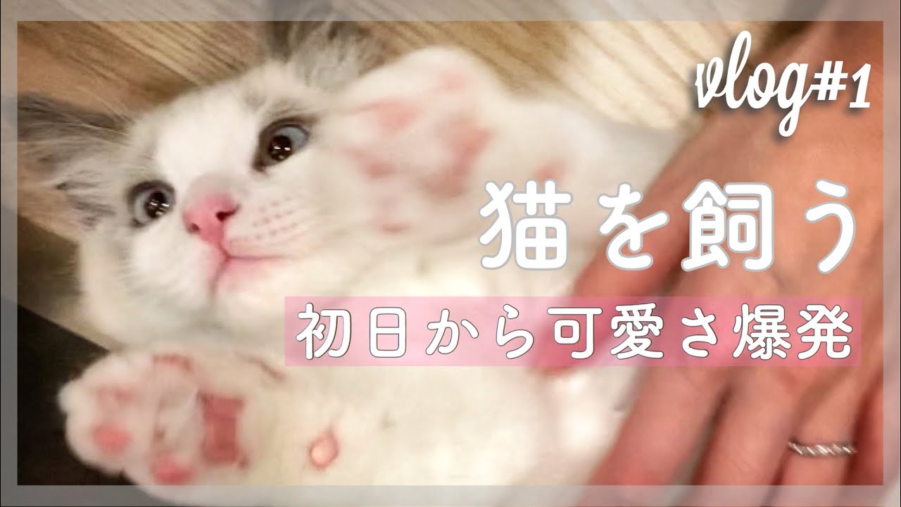 初日から甘えん坊で可愛いすぎるラグドールの子猫！溺愛不可避【bonbon_vlog#1】