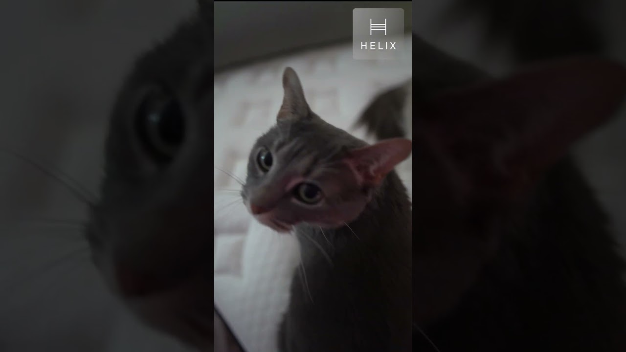 ASMR Cats Test the Best Mattress 2026 🐾 Helix Sleep Review