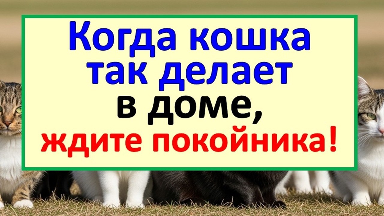 Как понять, что кошка предупреждает о беде? Ждите знаки! Приметы про кошек, когда она так делает