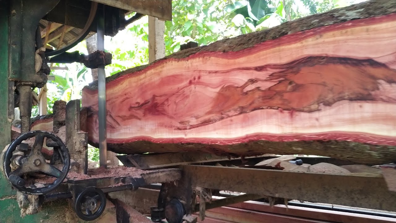 ​🌲 Aku Tak Menyangka! Isi di Dalam Batang Kayu Bayur Ini Ternyata Sangat Indah 🌲