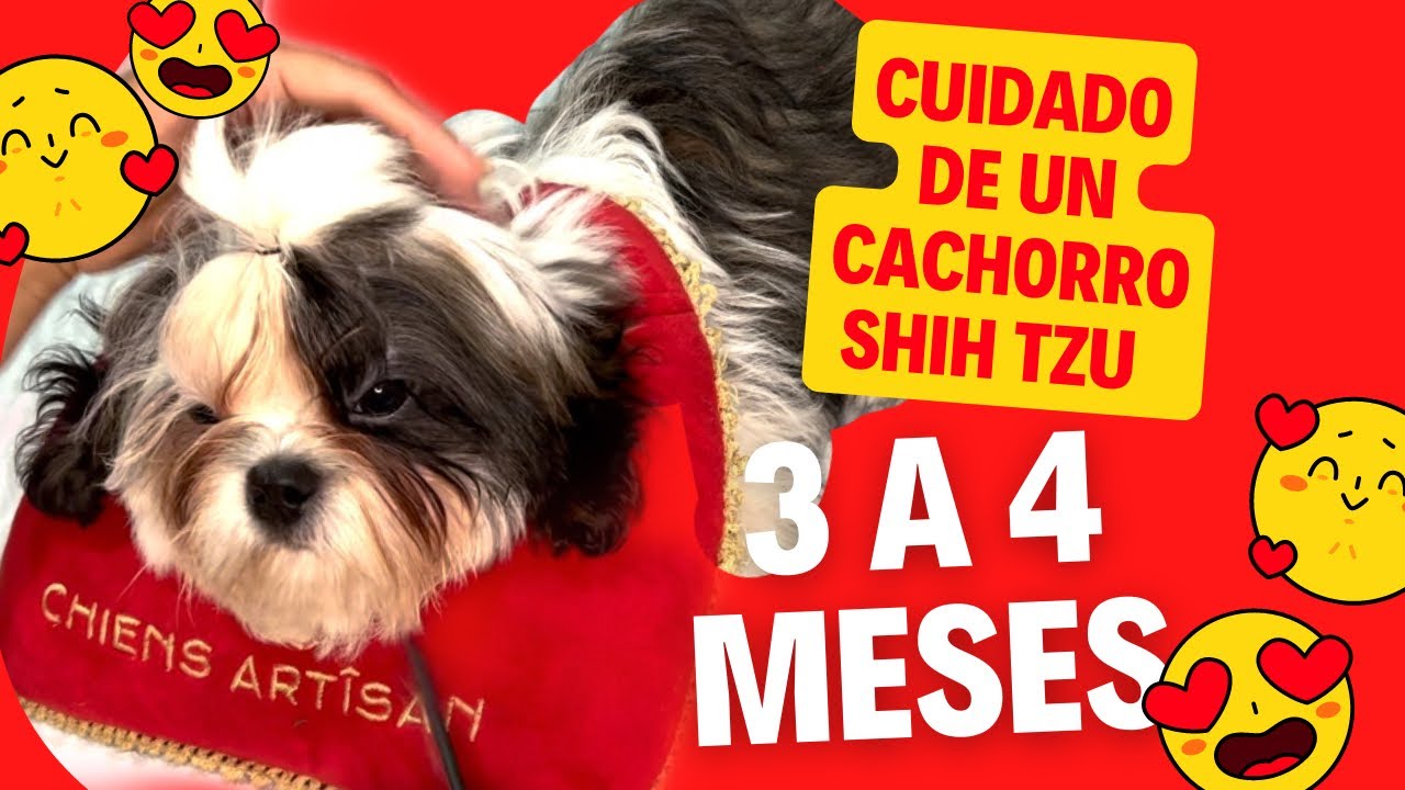 SHIH TZU DE 3 A 4 MESES CAMBIOS Y CUIDADOS