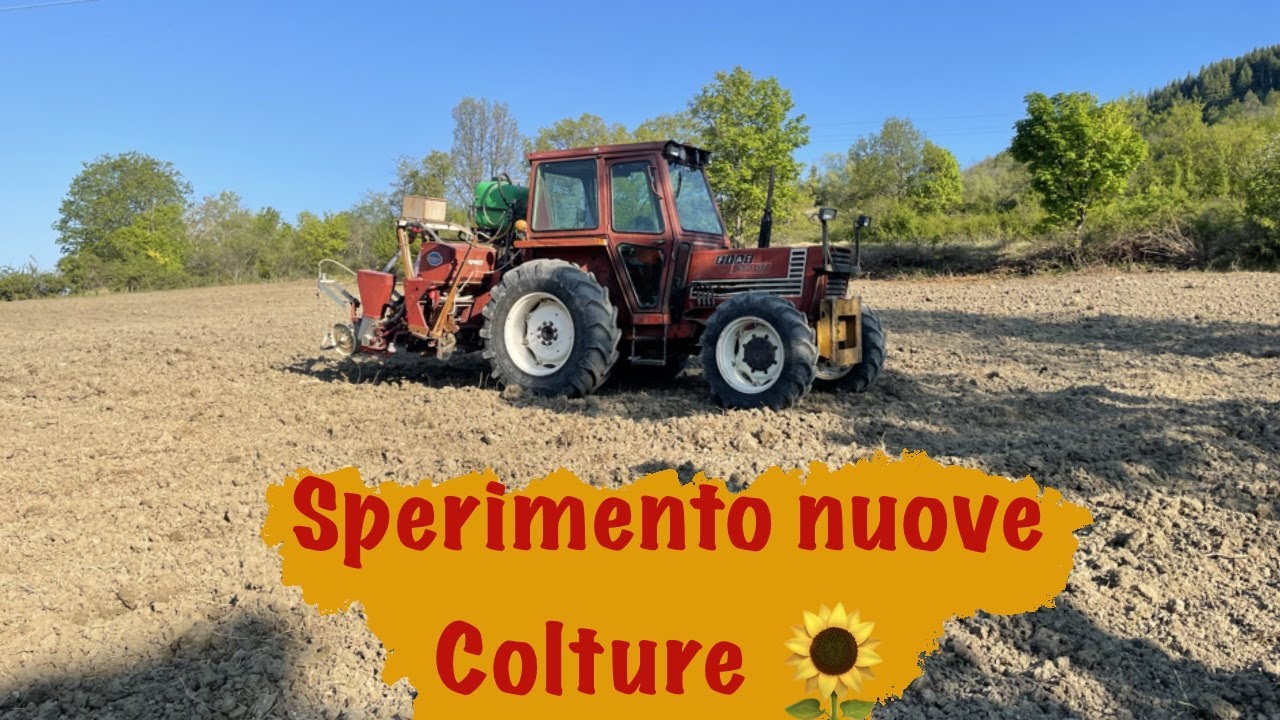 Semino i Girasoli in Montagna! 🌻 🏔 - Fiat 680 e Seminatrice Maschio Gaspardo a 4 file