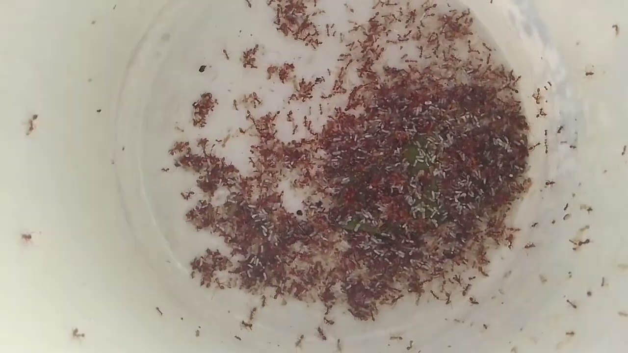 Ep1 หมานยู่อาหานตามละดู@สาวปองพาเที่ยว 