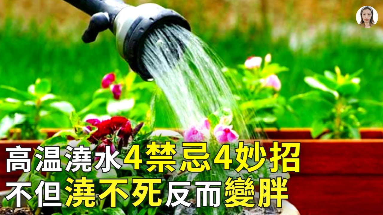 高溫天氣多肉澆水，澆多了多肉化水黑腐死翹翹，澆少了根受損掉葉子半死不活，學會4個禁忌4個妙招，澆也澆不死反而變得胖嘟嘟|花花世界