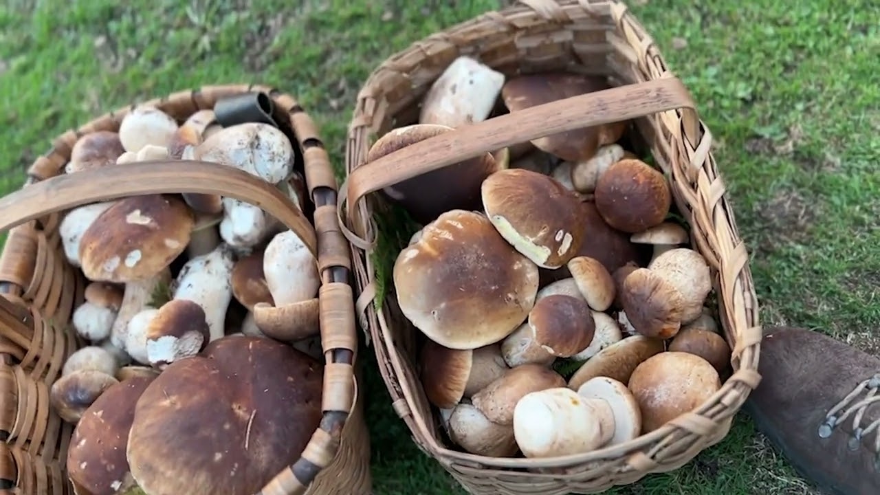 Impresionante Brote De Boletus Edulis ENORMES, 17 Octubre 2022