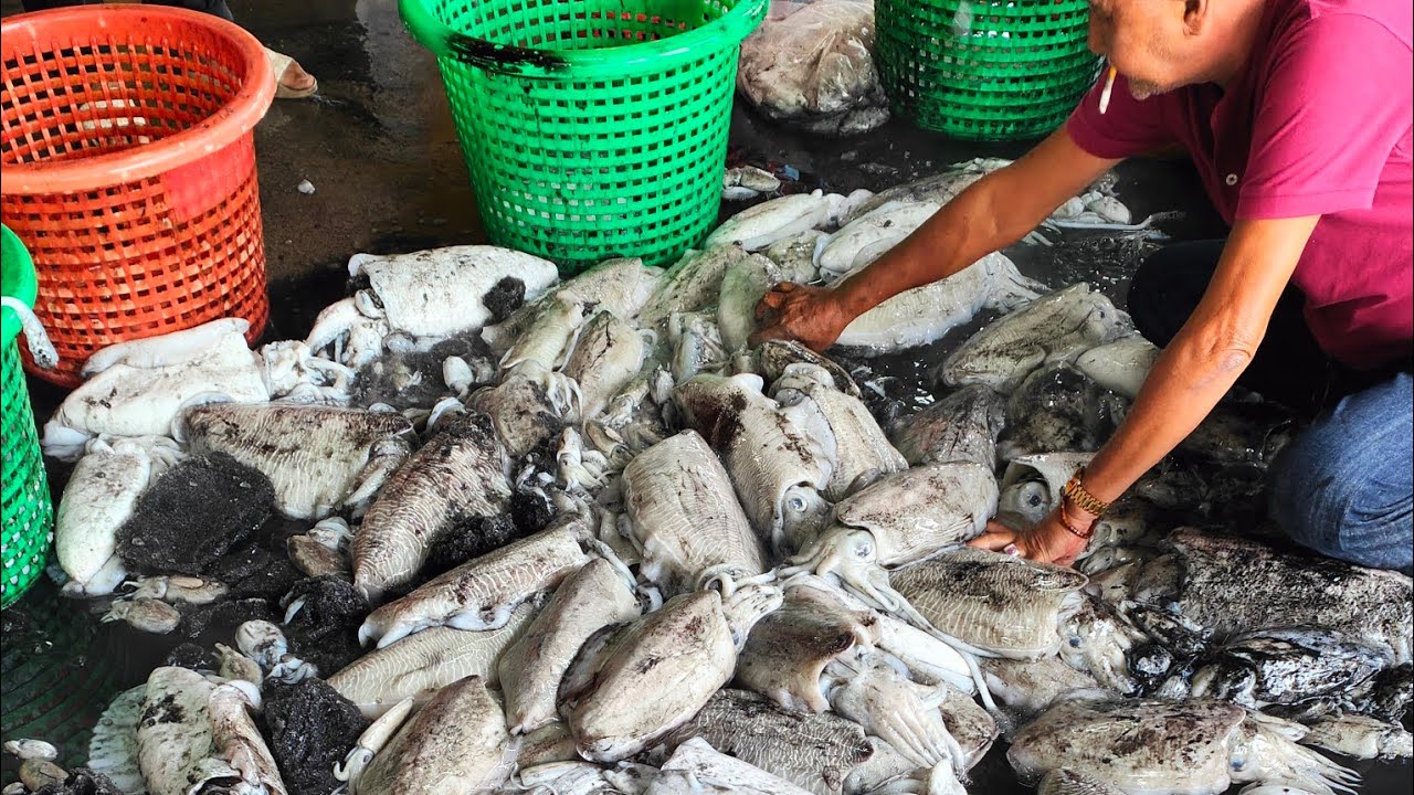 Sotong Katak Dan Ikan Bergred Mendarat di Jeti LKIM Pulau Kambing, Rezeki Laut Melimpah Ruah 