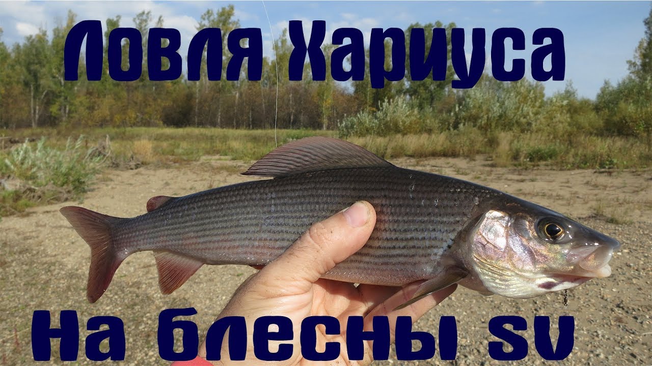 Ловля хариуса на блесны