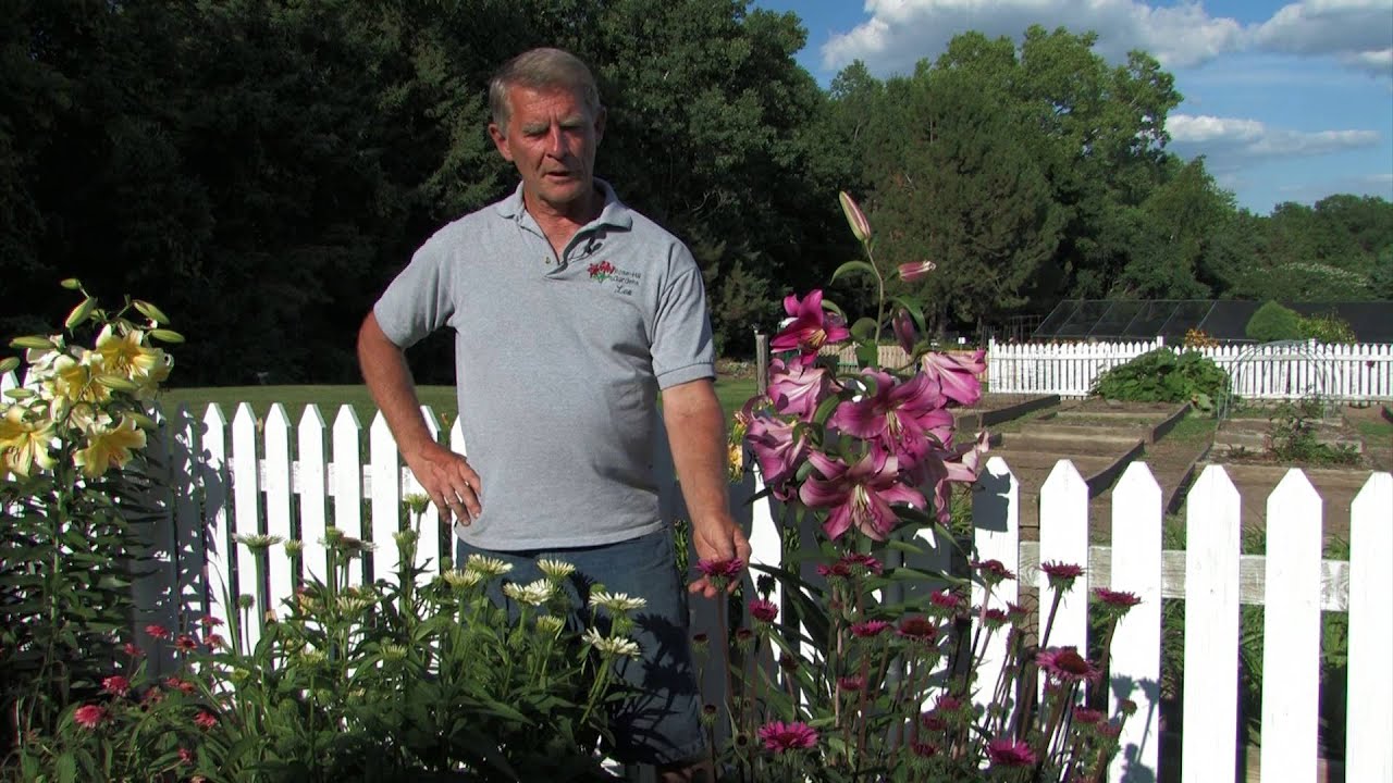 Cone Flowers: Rose-Hill Gardens Video Series Episode 10