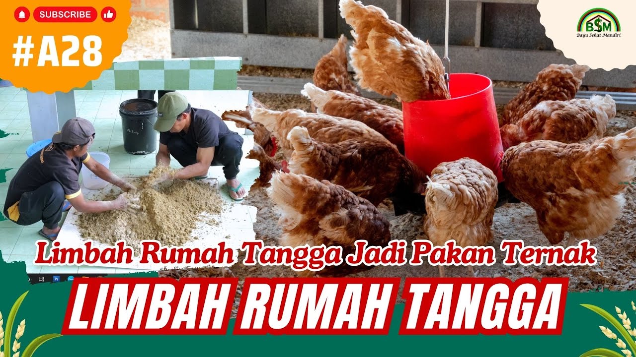 Bayu Diningrat ~ Limbah Rumah Tangga Jadi Pakan Ternak
