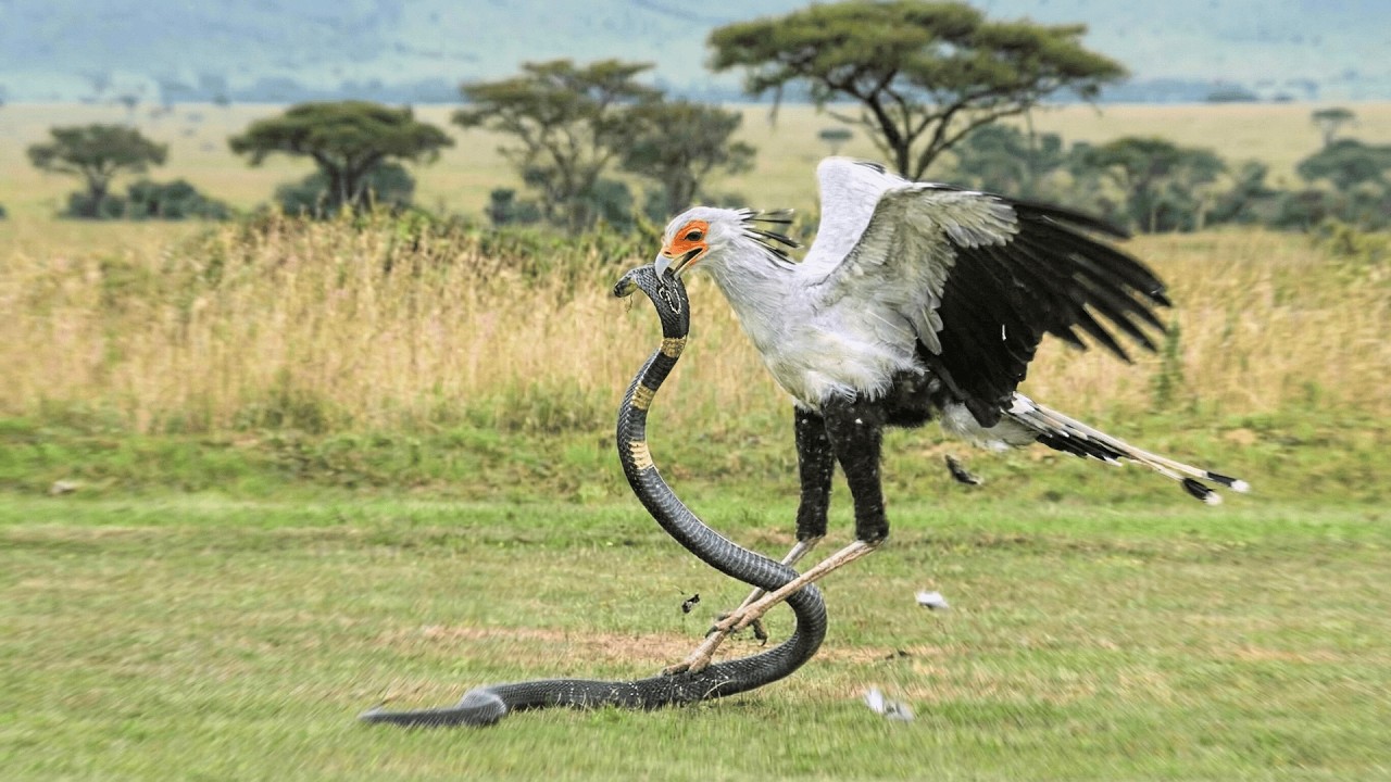 When a Cobra Meets Its Worst Match (You Won&rsquo;t Believe the Move)