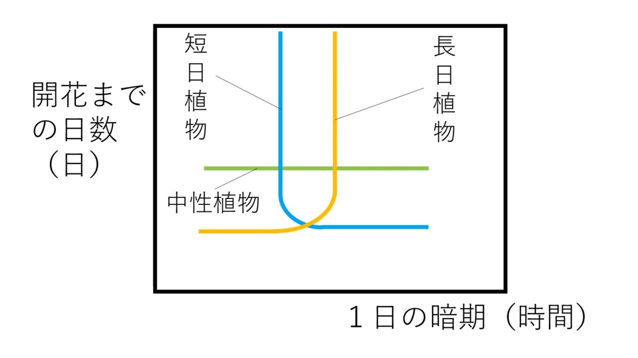 花芽形成に関するグラフ　高校生物
