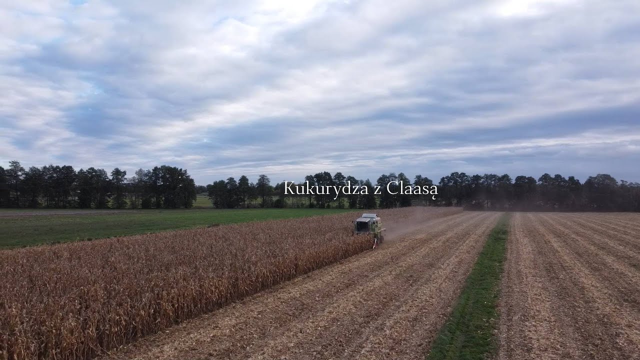 Kukurydza na ziarno z Claasą😮🌽 UR Andrzej Szuster Class mega 204 & Fendt 920 vario