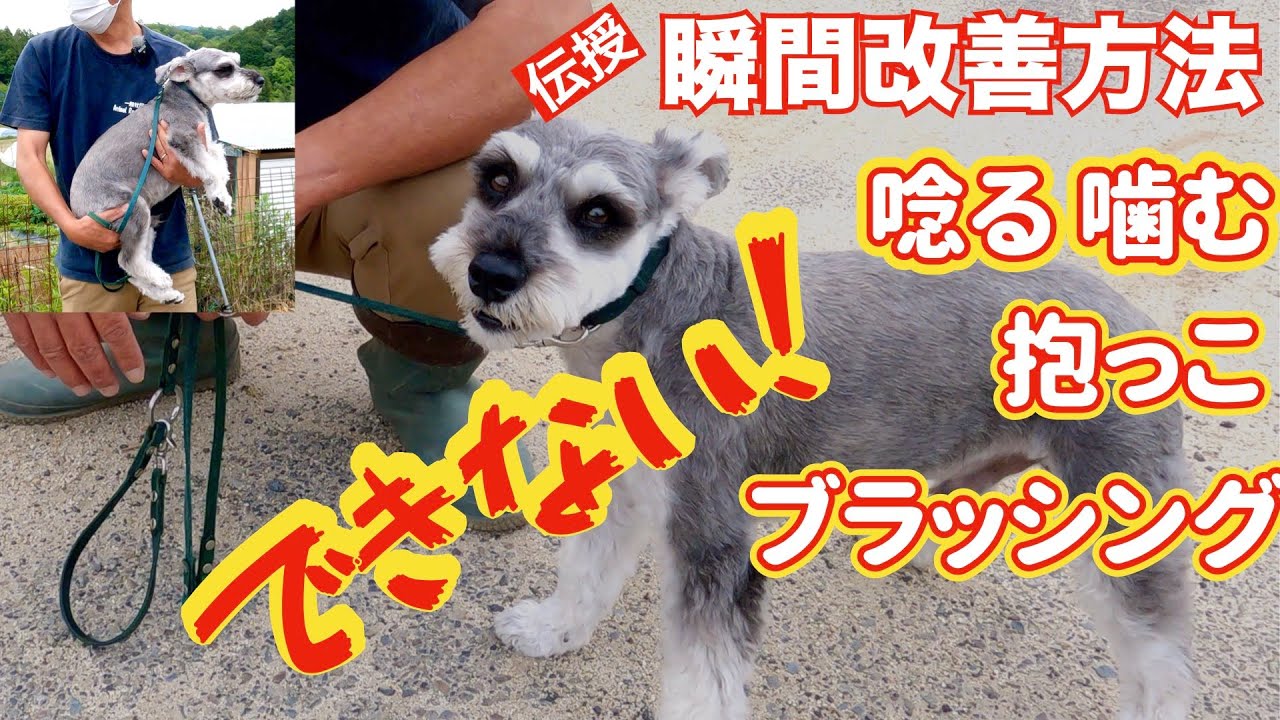 【ミニチュアシュナウザー】唸る・噛む抱っこブラッシングできない❗️瞬間改善方法を伝授します❗️