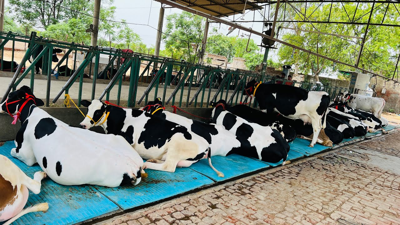 45 top quality HF cows available for sale at Gurwinder Dairy Farm (Punjab)