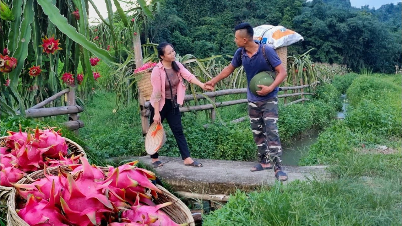Dragon fruits are ripening all over the garden: Hai and I harvest and sell them together; cooking.