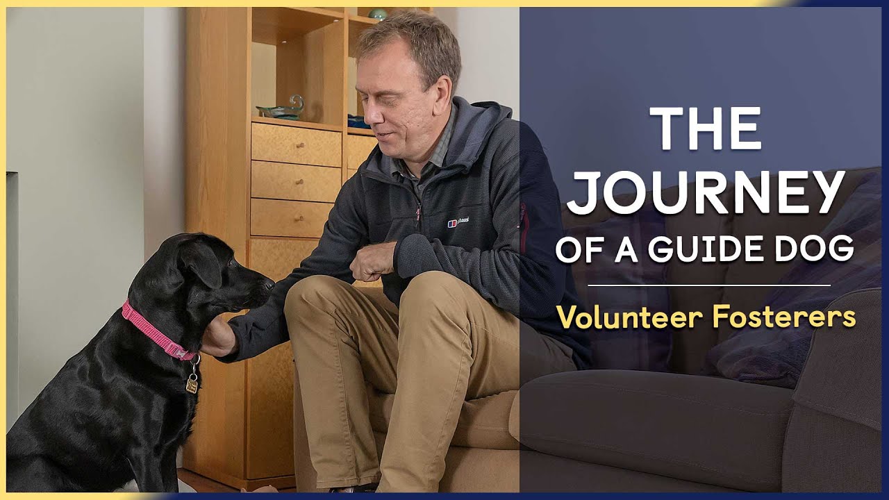 Volunteer Fosterers | Episode 6 | The Journey of a Guide Dog