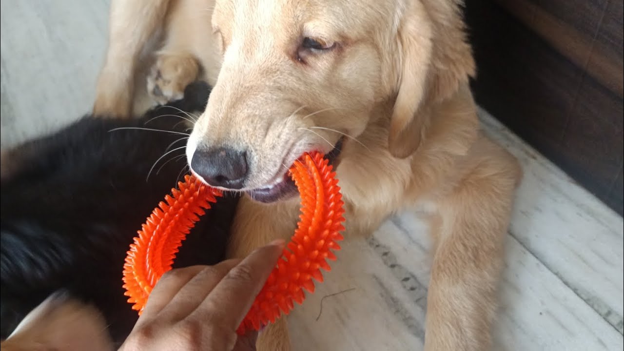 Cute dog 🥰🥰#doggy duniya