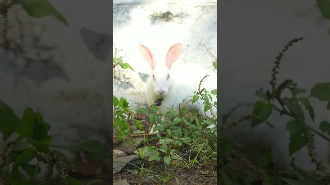 #bunny