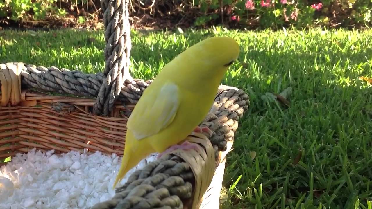 LUTINO LINEOLATED PARAKEET