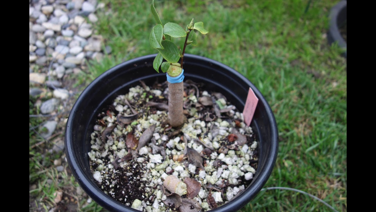 Grafting Camellias: the results. A video by Veronika Romanova
