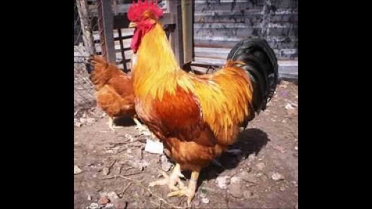 old mcdonald