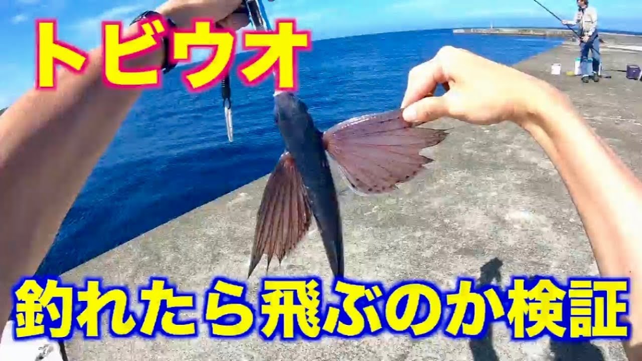 ３０cmオーバーの春トビウオは釣れた瞬間 飛ぶのか検証してみた！