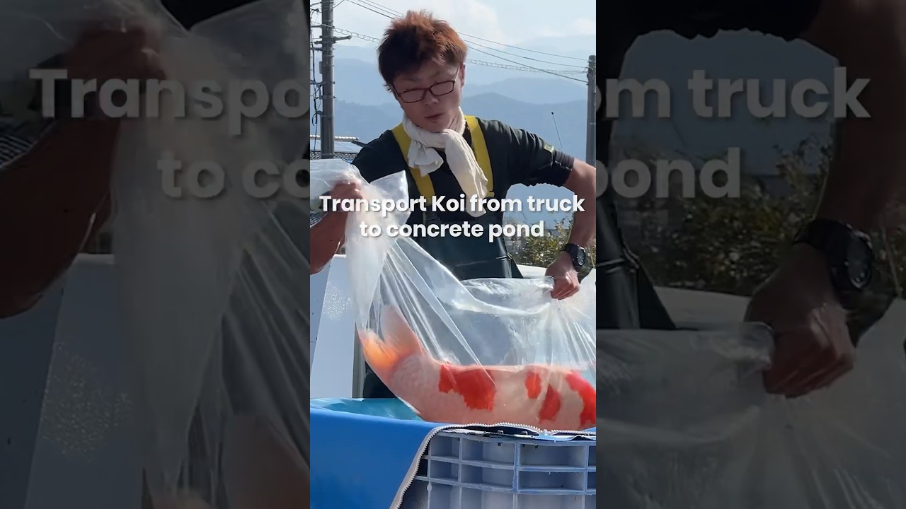 Transport Jumbo Koi from Mudpond to concrete pond 🎏 #koi #koifish #nishikigoi #japan
