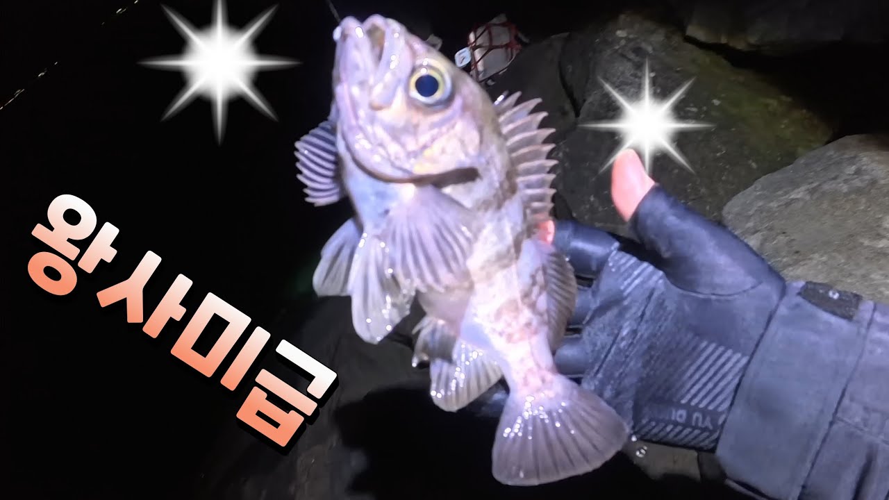 [볼락 낚시] 워킹포인트에서 25cm 왕사미급 볼락 등장?!
