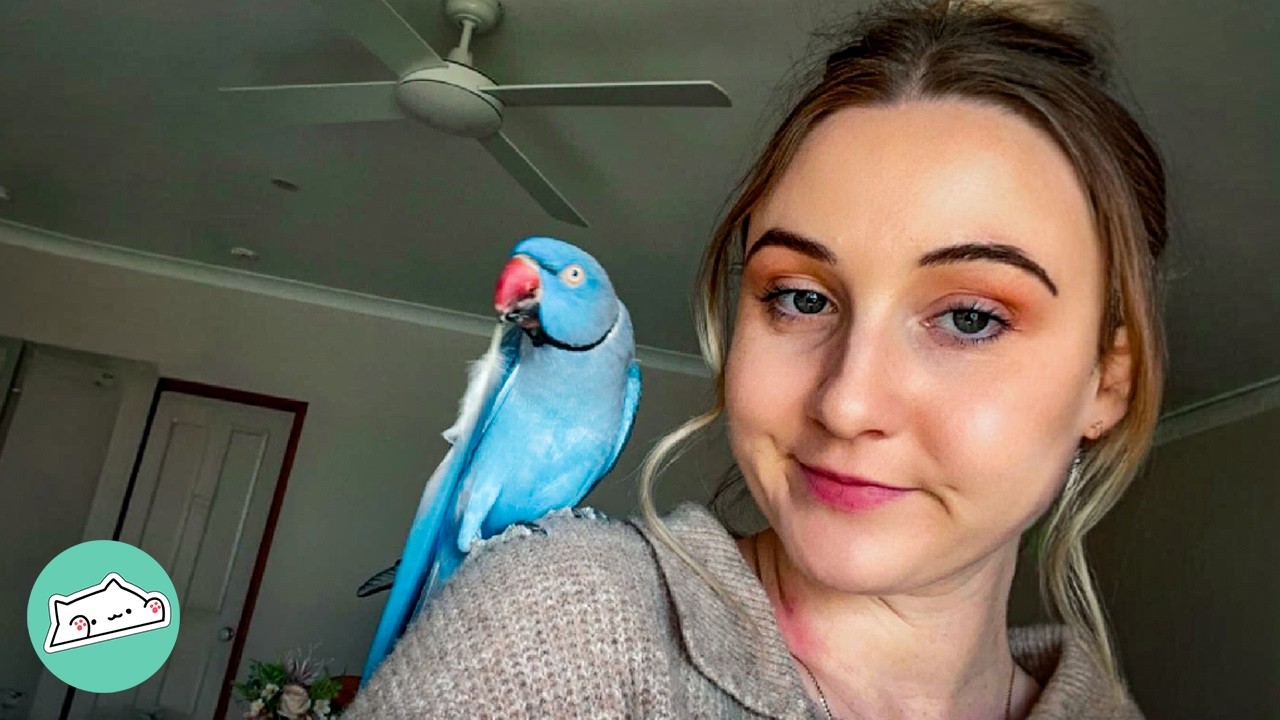 Blue Bird Believes EVERYTHING is his | Cuddle Buddies