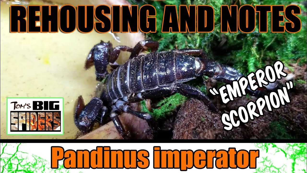 Pandinus imperator 