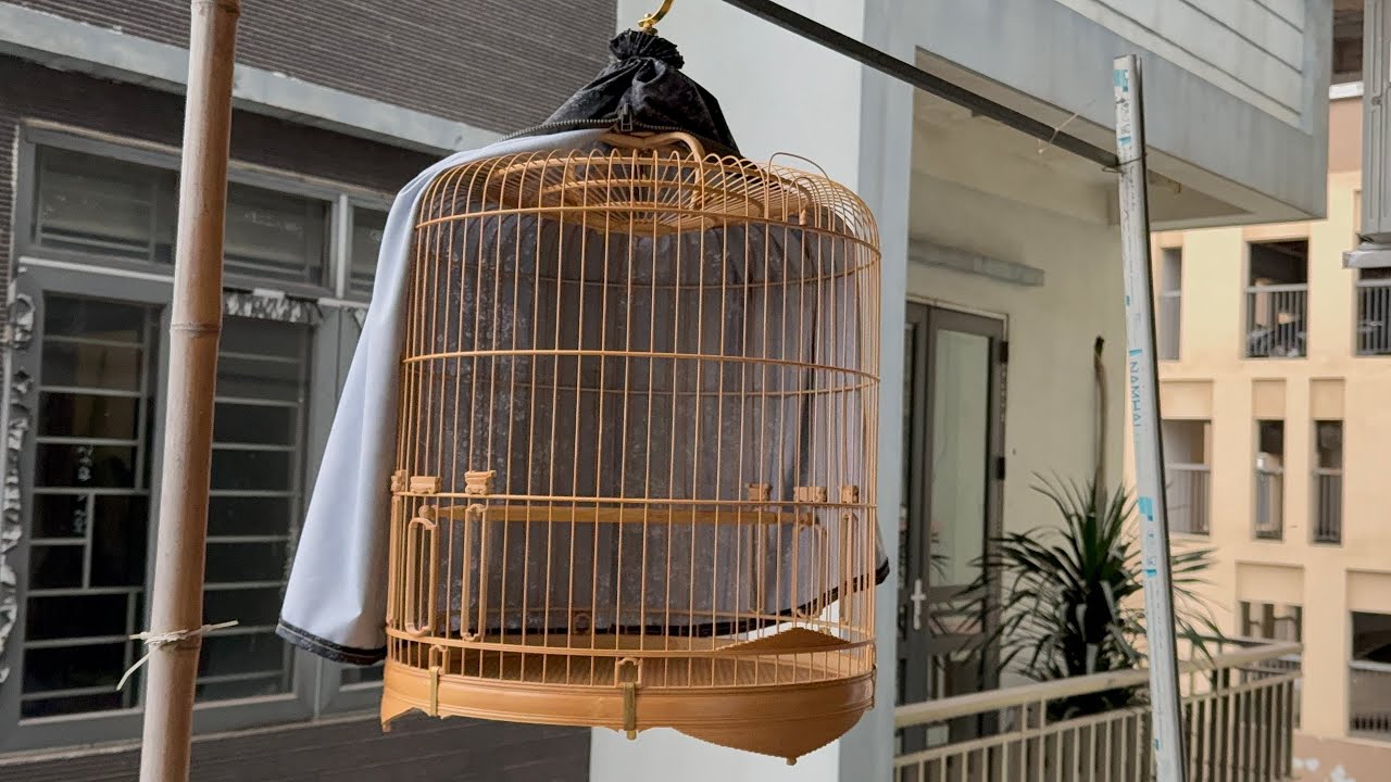 Lồng cho&egrave; than ( lửa ) Đ&atilde; bay về với bạn zai QUYẾT ĐO&Aacute;N & ĐAM M&Ecirc; !