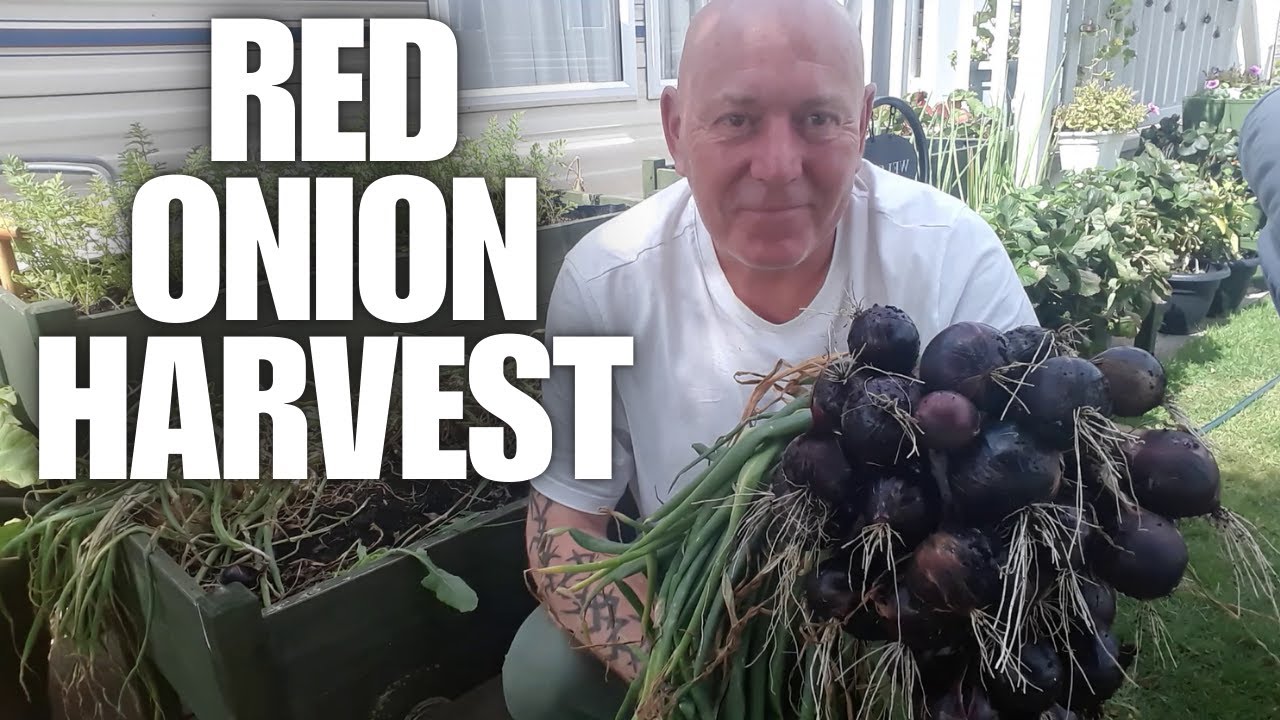 Red Onion Harvest [Container Gardening ]